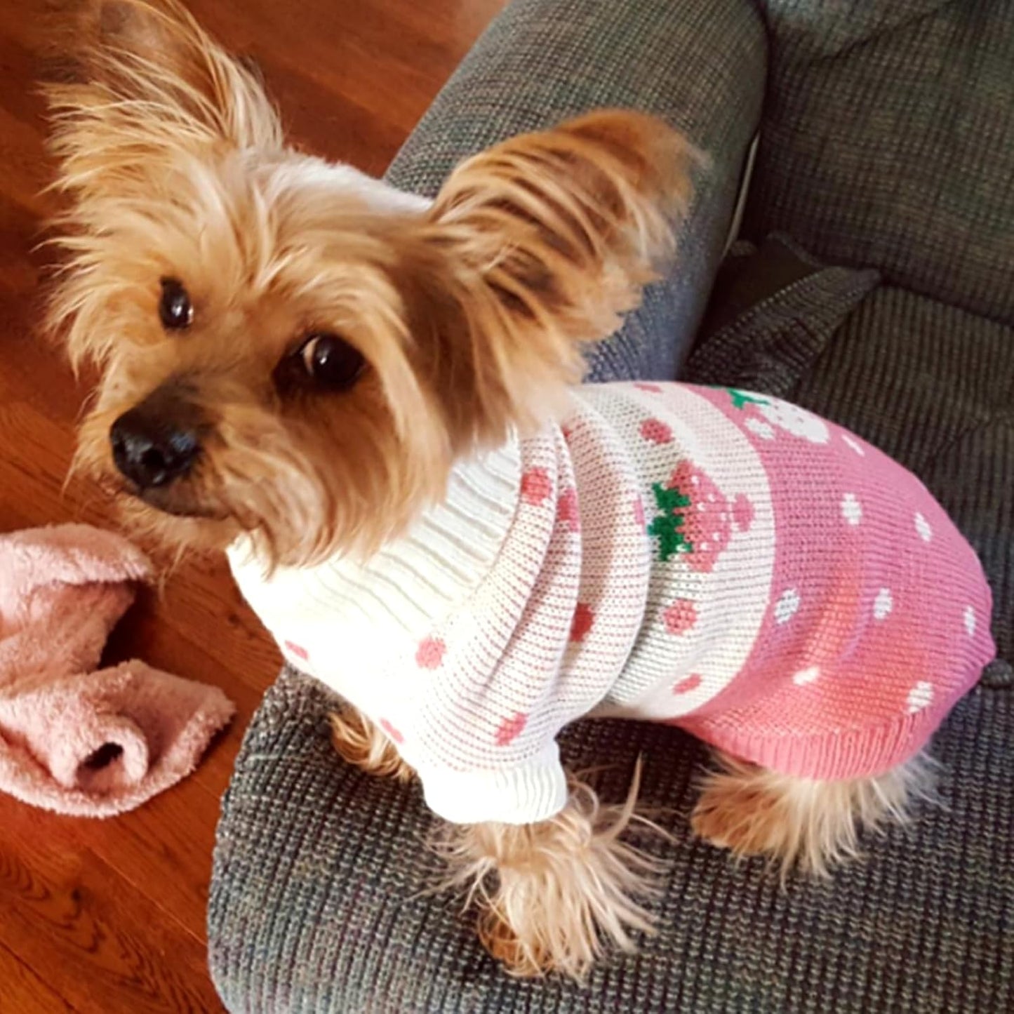 Pet Dog Sweaters Classic Knitwear Turtleneck Winter Warm Puppy Clothing Cute Strawberry and Heart Doggie Sweater